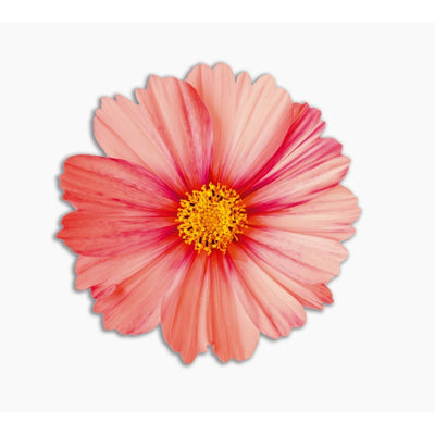 Placemat Pink Bouquet Flower - Single Piece-Chefs Bazaar-Chefs Bazaar