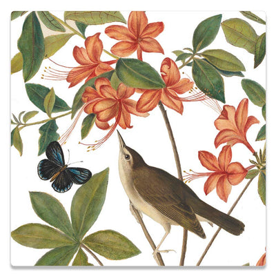 Audubon "Swainson’s Warbler" Ceramic Trivet-Size 20cm x 20cm-Chefs Bazaar